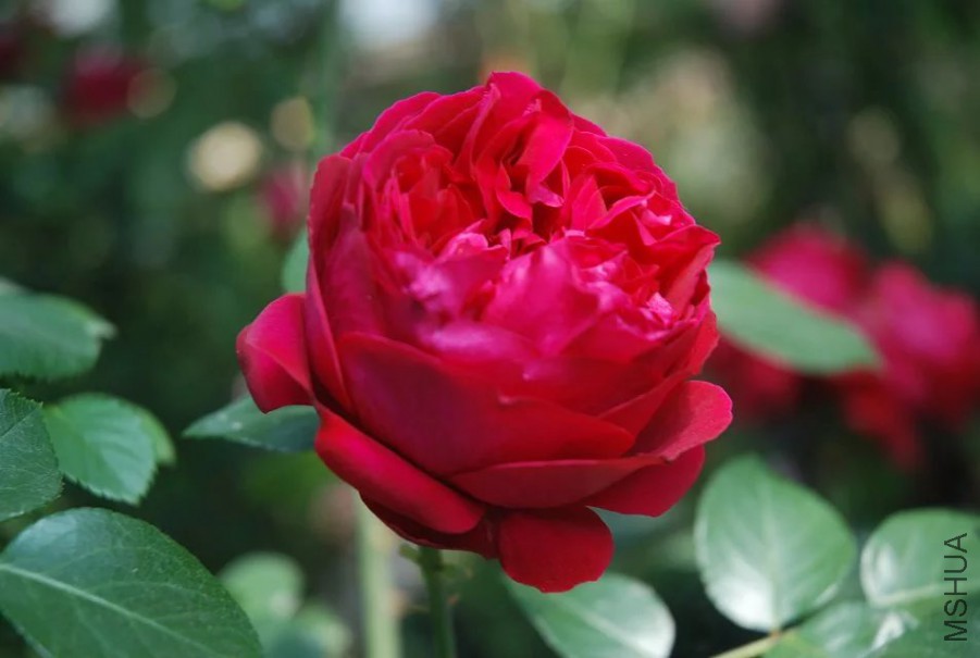 psb (7).jpg
