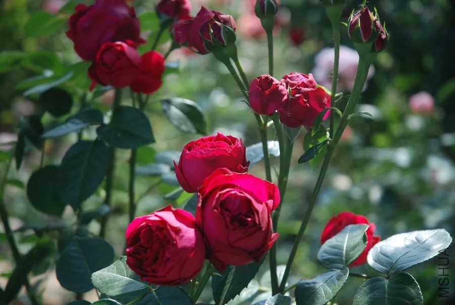 psb (10).jpg