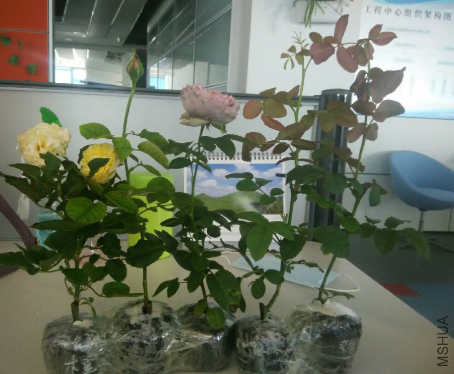 IMG_20160630_123855.jpg