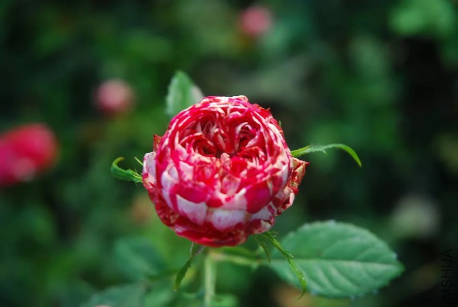 psb (13).jpg