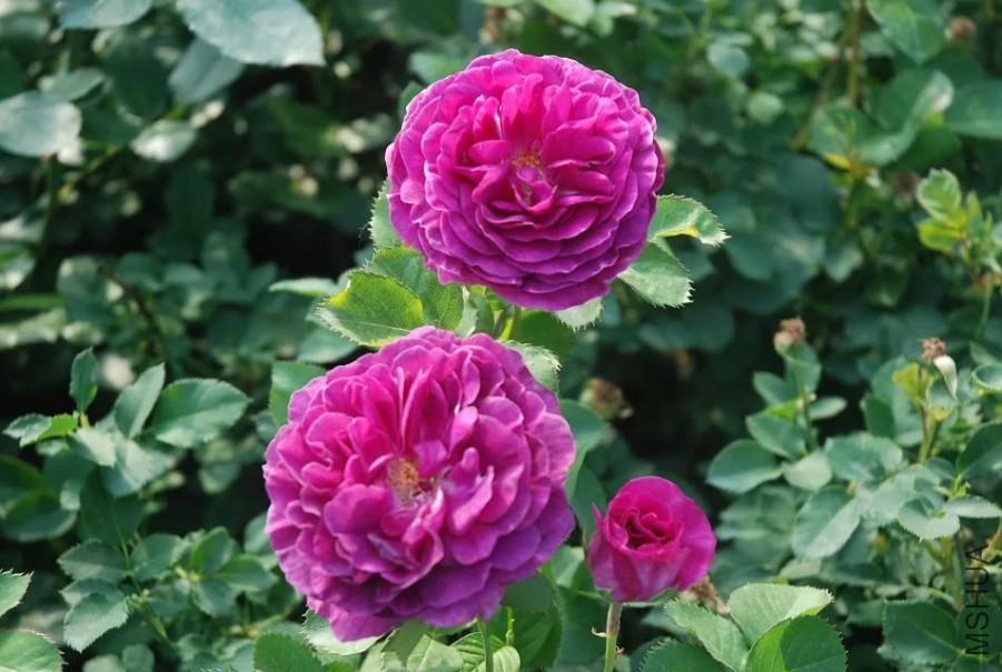 psb (20).jpg