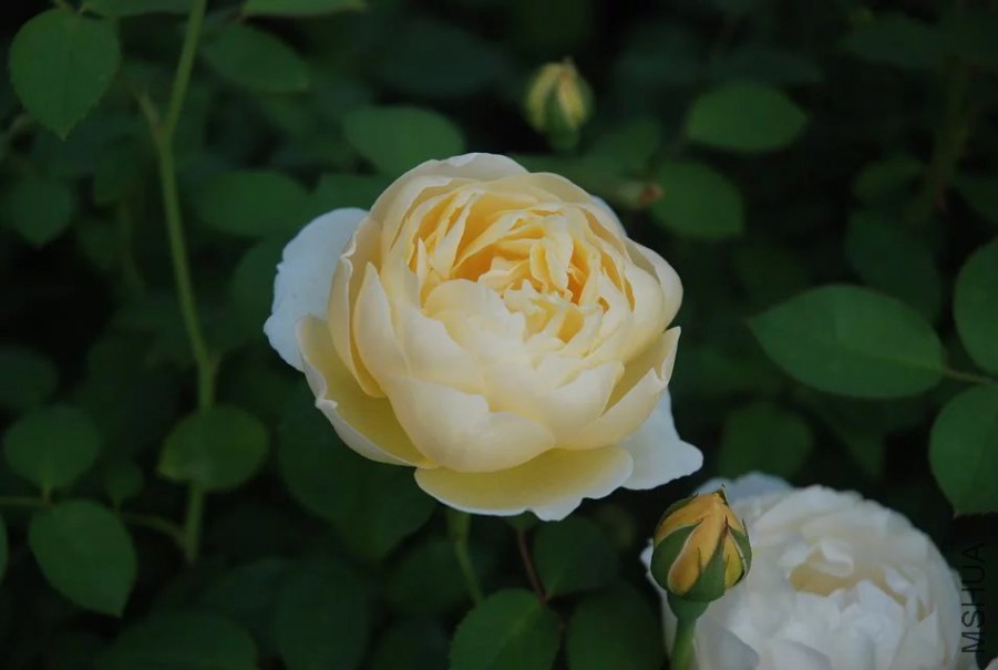 psb (22).jpg