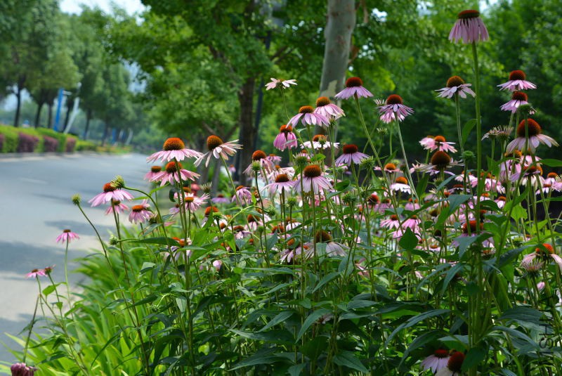 DSC_09770003.JPG