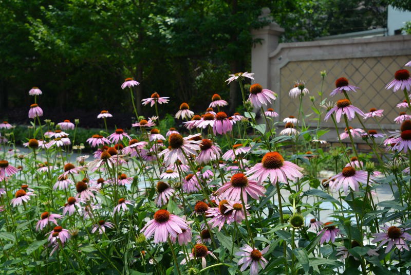 DSC_09790005.JPG