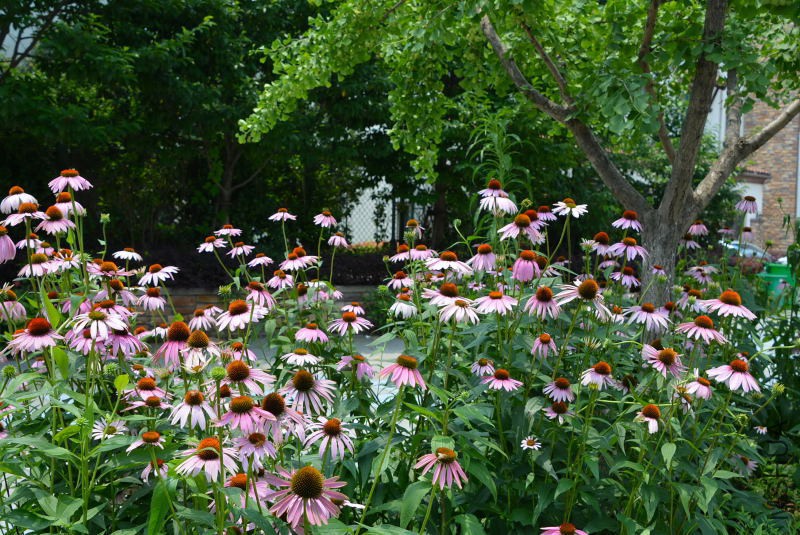 DSC_09840010.JPG