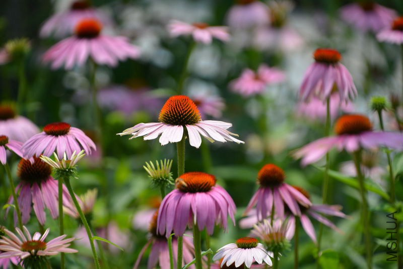 DSC_09970023.JPG