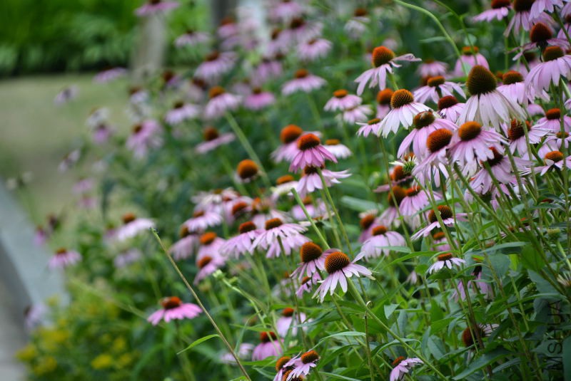 DSC_10210047.JPG