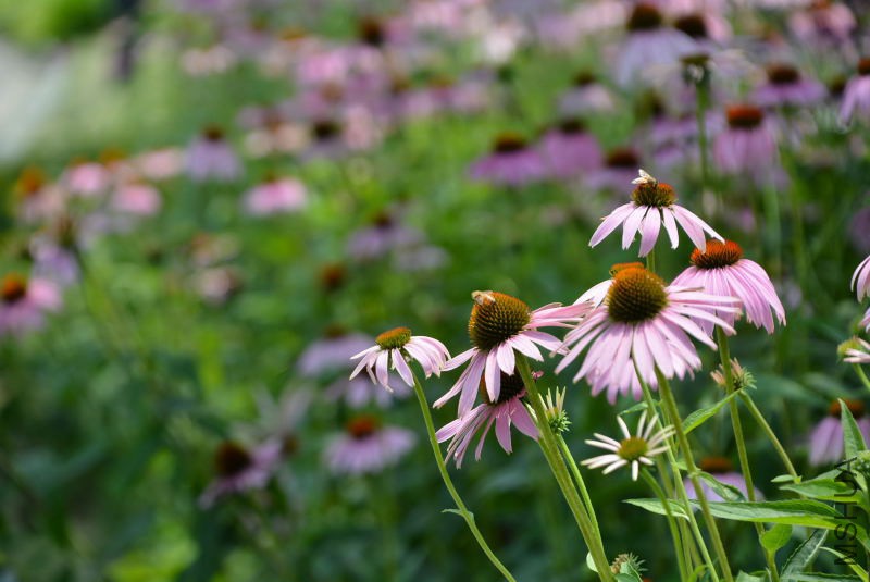 DSC_10020028.JPG
