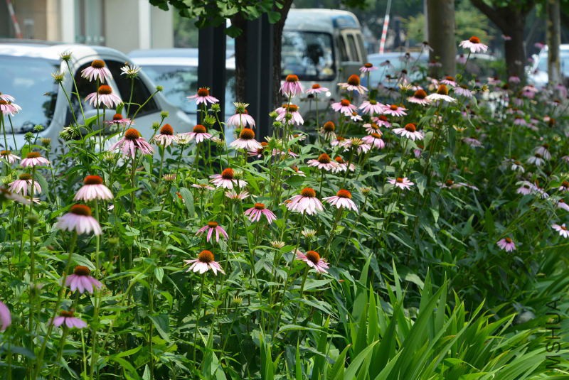 DSC_10390065.JPG