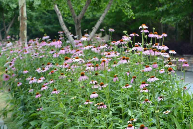 DSC_10300056.JPG