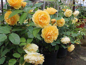 IMG_0192.JPG