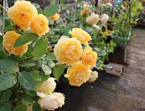 IMG_0201.JPG