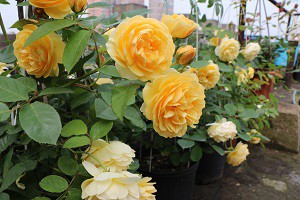 IMG_0193.JPG