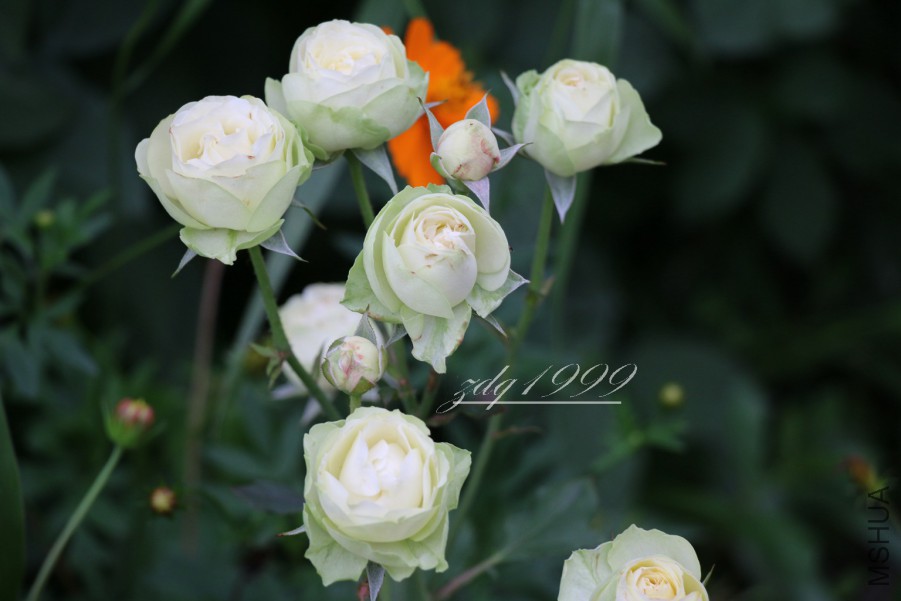 IMG_2724 2016-07-0130.jpg