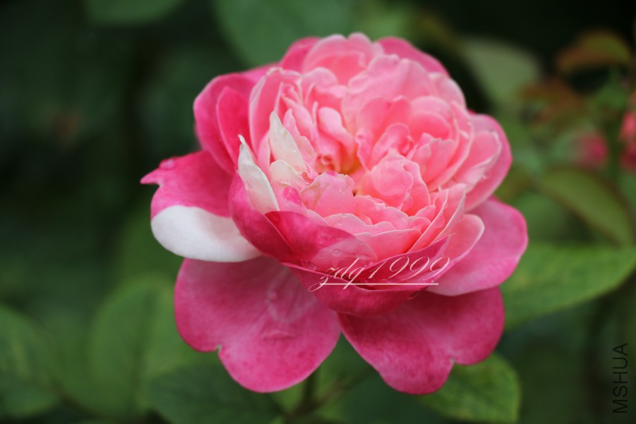 IMG_2774 2016-07-0302.jpg