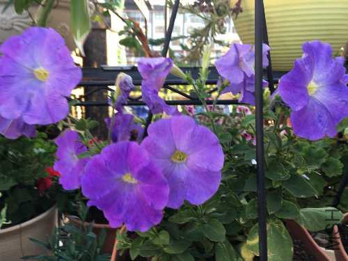 image.jpeg