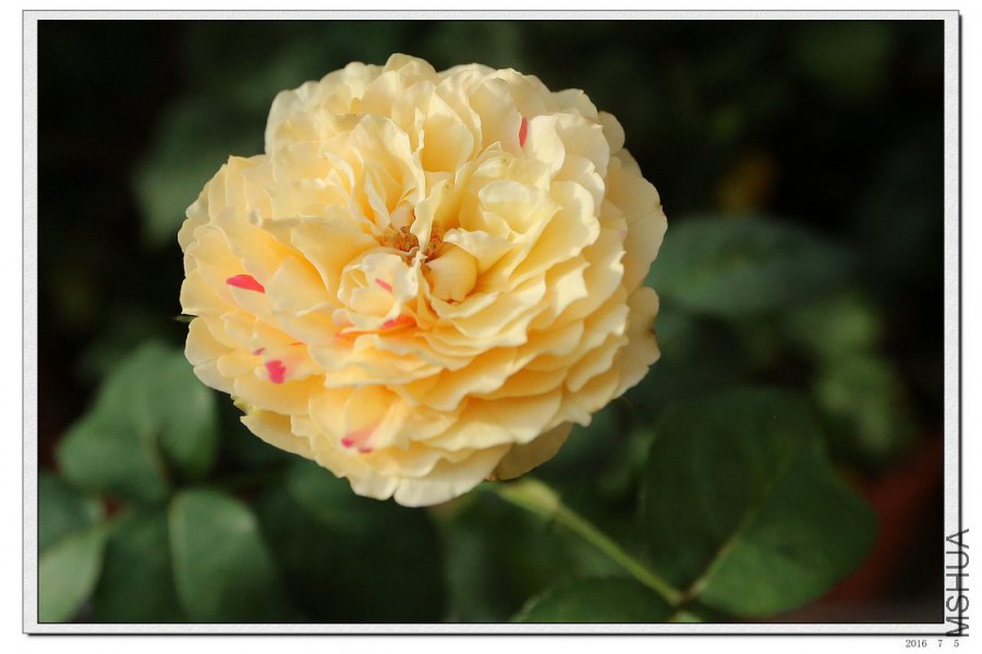 2016070502.jpg