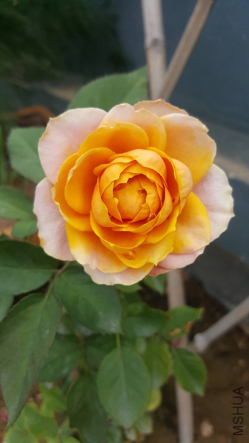 20160619_135206.jpg