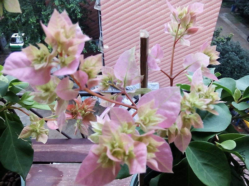 �ط�