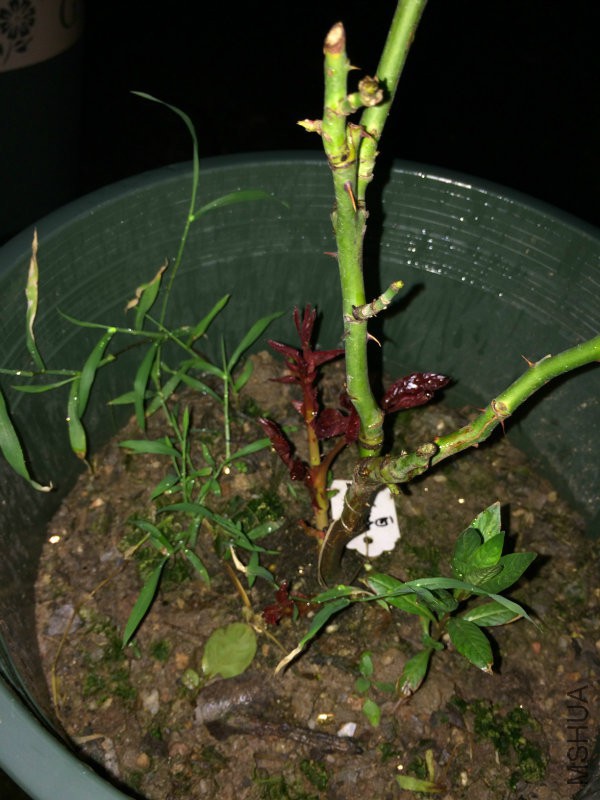 �Ĵ�������4����һֱֻ�����ϳ����������ϵĿ�ѿ�������������ڴ����濪���ˣ������Ǹ��˷�