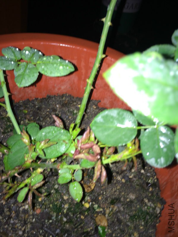 ��ݮ���ʱ�