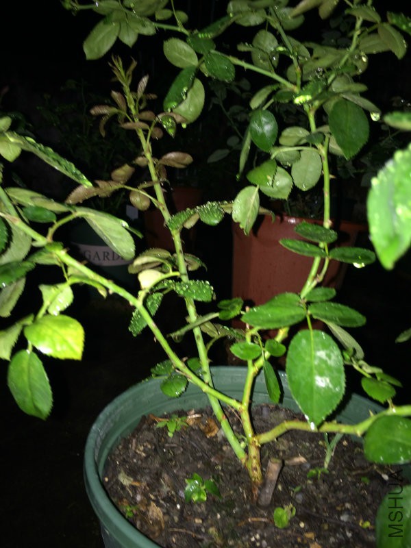 �����֪��ʲô���͵ģ�һ������