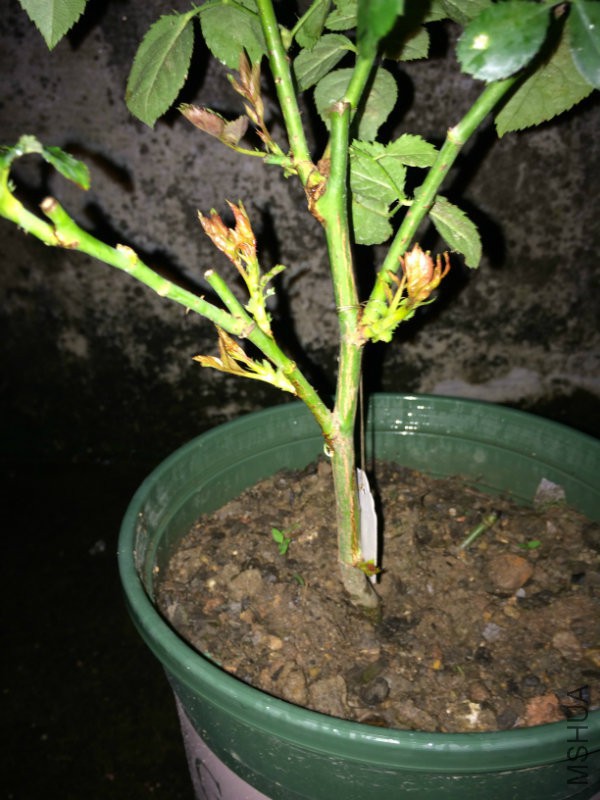 ��ɫ�峿��֮ǰһֱֻ�����ϳ�