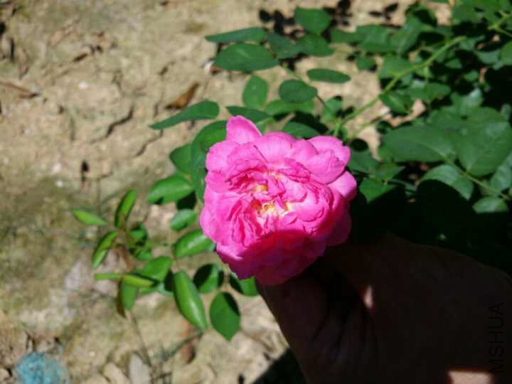 ������ͼƬ��������Ž����ĵġ�