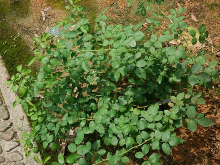 Ϊ�˱���ʶ���ط���ͼ��֦��������ȫ������