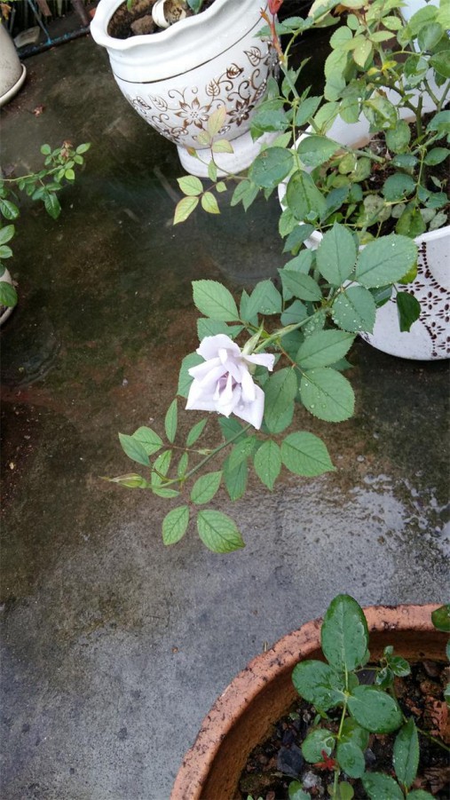 20160706_065251.jpg