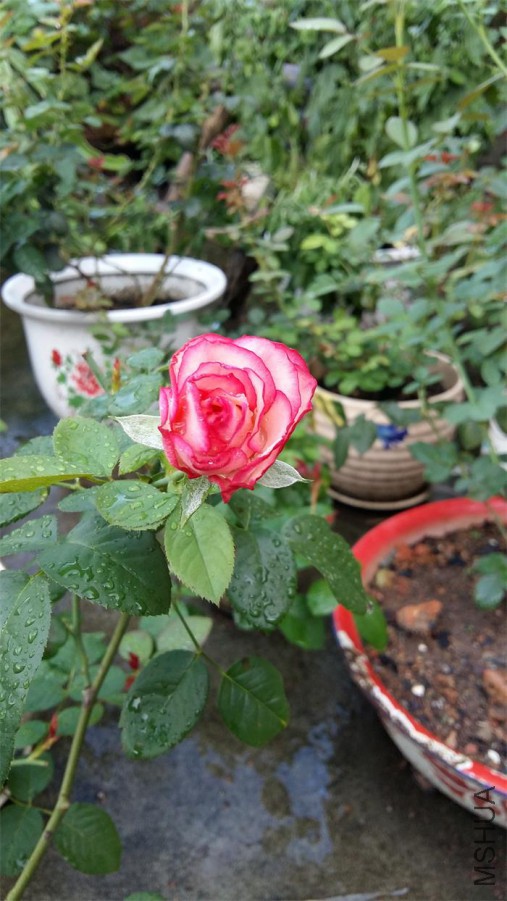 20160706_064851.jpg