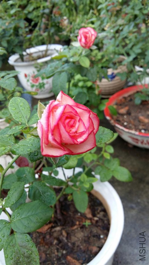 20160706_064843.jpg