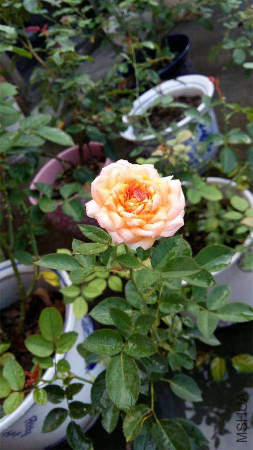20160706_064819.jpg