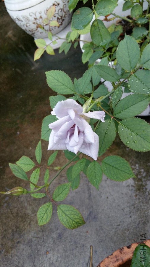 20160706_064749.jpg