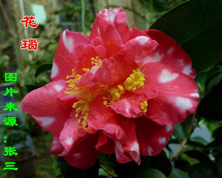 230342zcxq00rhhthcaw20_����.jpg