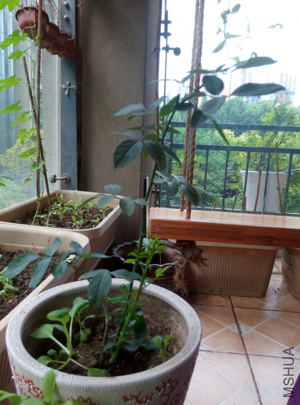 ���Ҳ�ݮ����