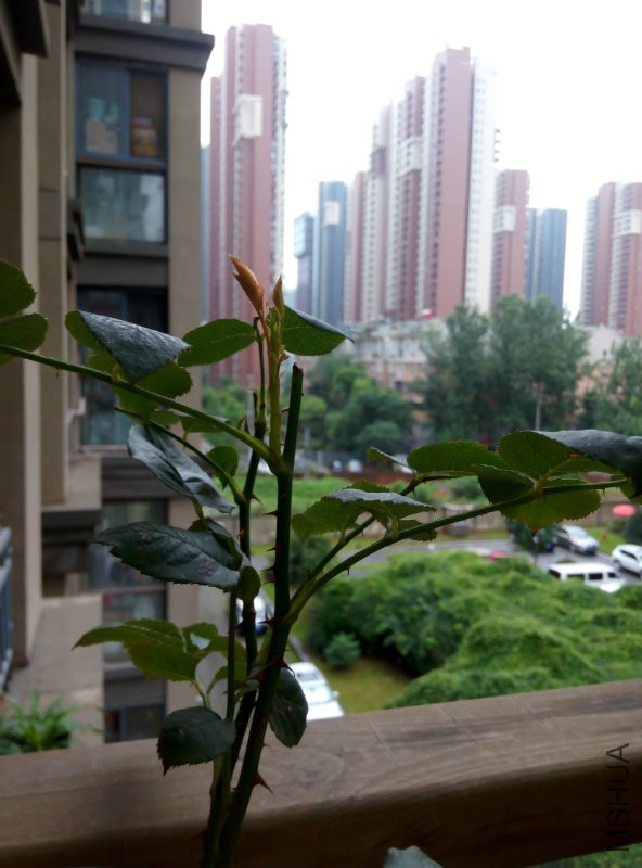 P60705-092132.jpg