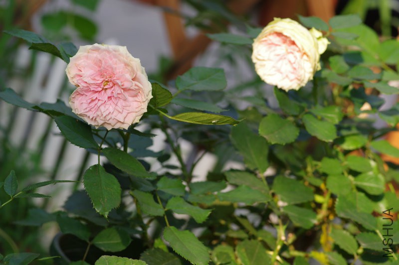 IMGP1662.JPG