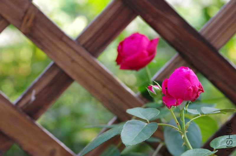 IMGP1664.JPG