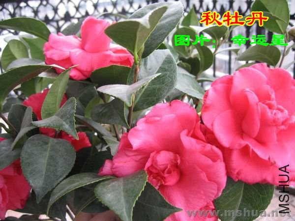 101156ltoa1fqkltak3ek9_����.jpg