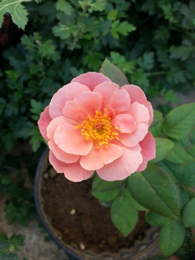 20160708_080635.jpg