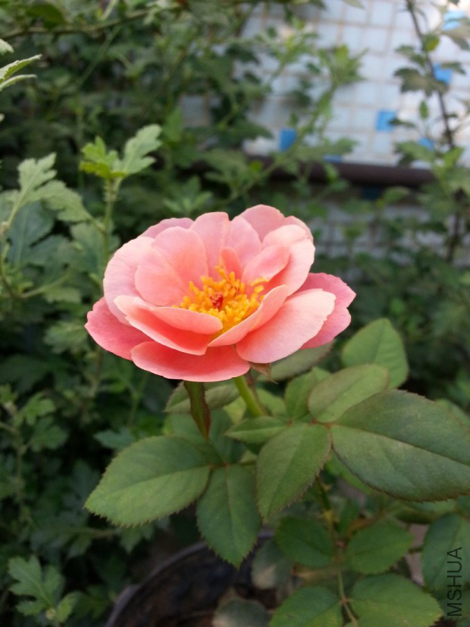 20160708_080645.jpg