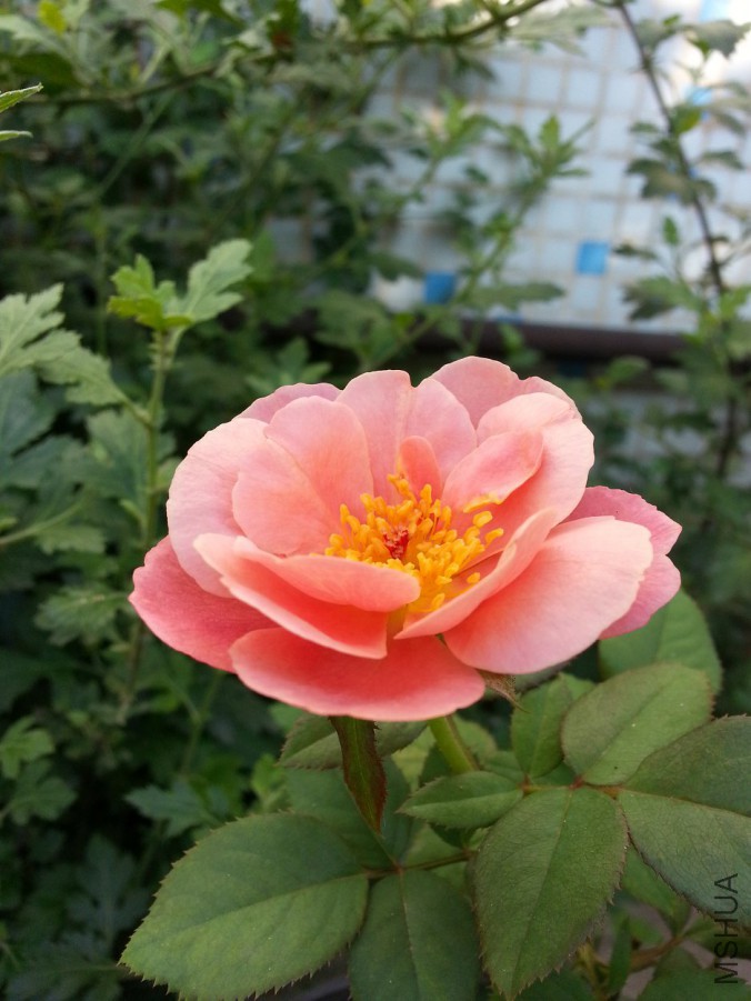 20160708_080652.jpg