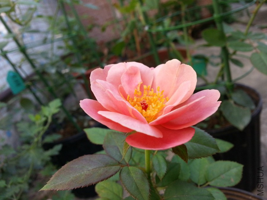 20160708_080709.jpg
