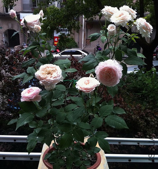 IMG_8830a.JPG
