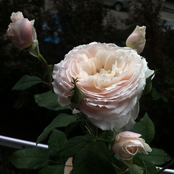 IMG_8837a.JPG