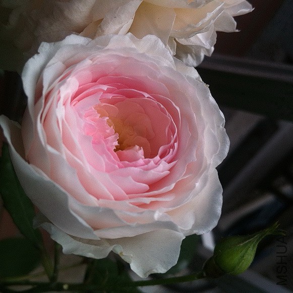 IMG_9241a.JPG
