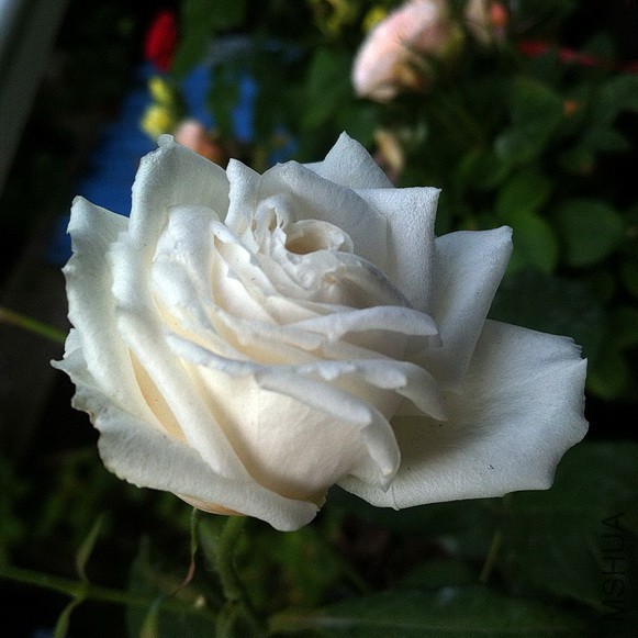 IMG_9248a.JPG