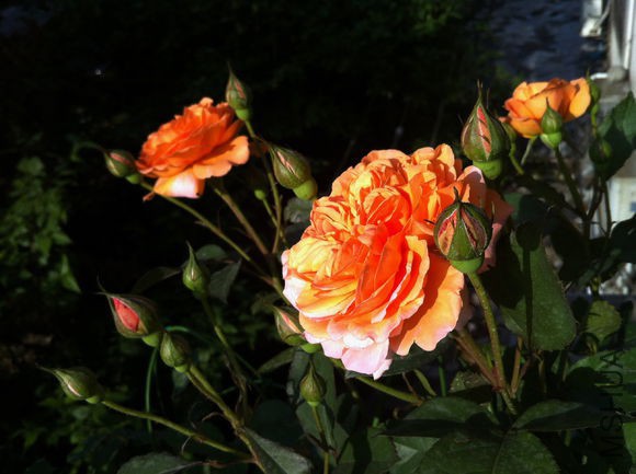 0a8e0af41bd5ad6e972efb1c86cb39dbb4fd3c82.jpg