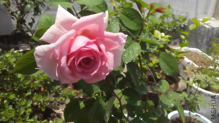 20160709.jpg